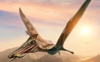 Открытие ископаемых гигантских птерозавров в Иордании