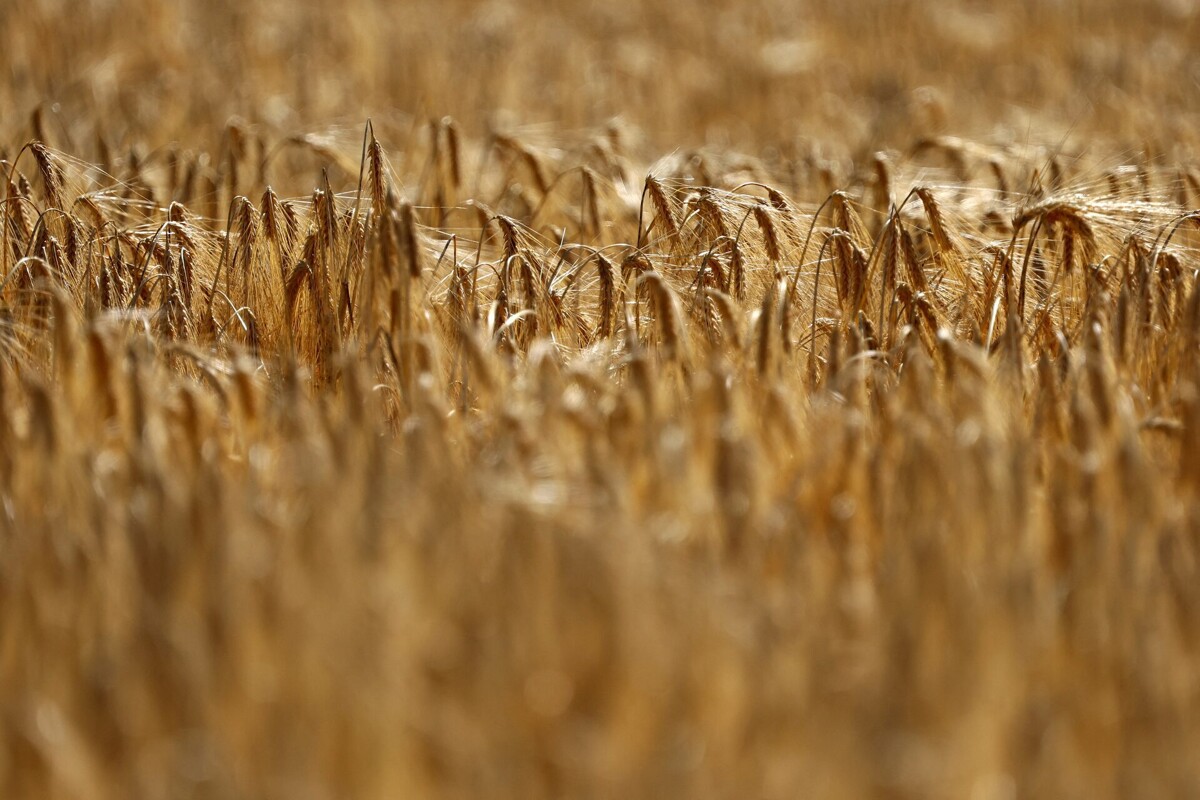 Jordan Buys 50,000 Tons of Barley