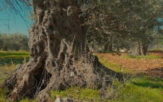 Jordan's Merras Olive Tree Inscribed on UNESCO List