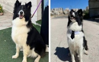 Вознаграждение за пропавшую собаку в Аль-Сальт