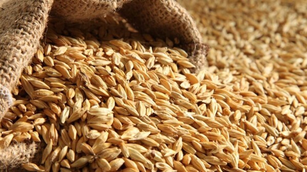 Jordan Purchases 60,000 Tons of Barley in International Tender