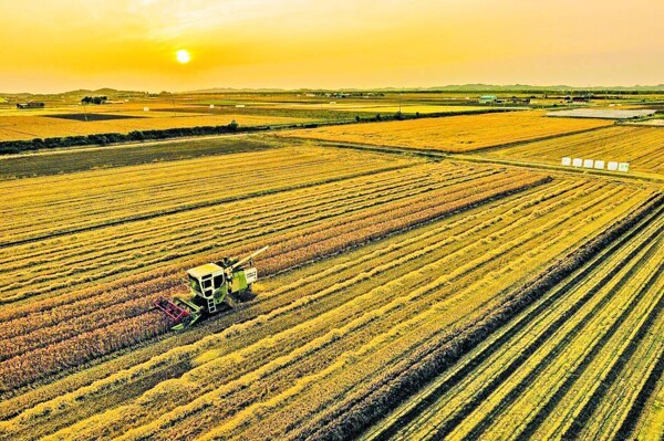 Иорданское правительство объявляет международный тендер на закупку ячменного корма